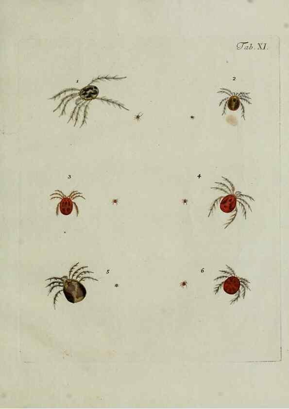 Reproducción/Reproduction 9005452865: Hydrachnae,. Lipsiae,apud Siegfried Lebrecht Crusium,1781.