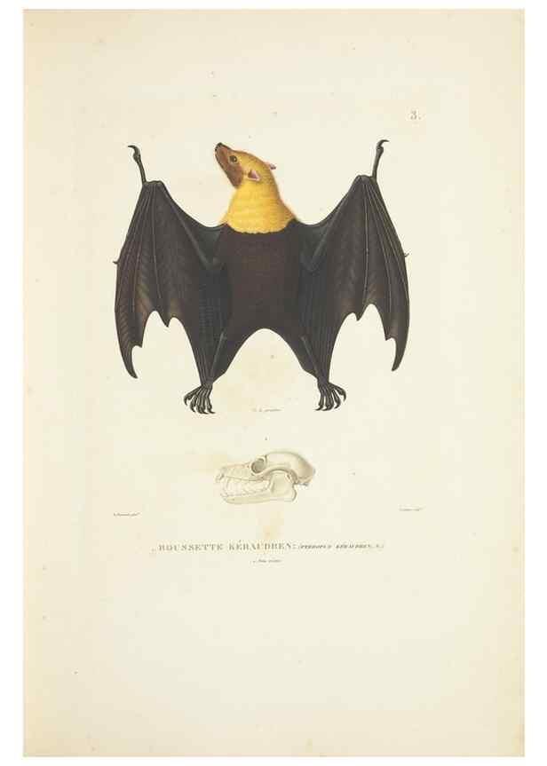 Reproducción/Reproduction 9005696591: Voyage autour du monde :. Paris :Pillet, Aine, Imprimerie royale,1824.