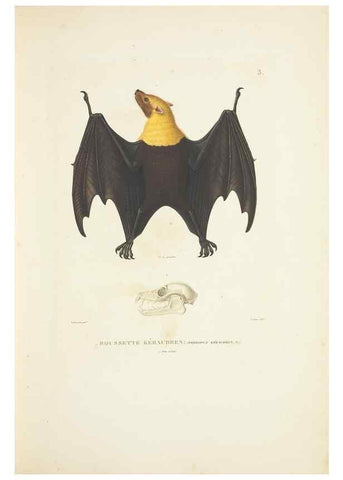 Reproducción/Reproduction 9005696591: Voyage autour du monde :. Paris :Pillet, Aine, Imprimerie royale,1824.