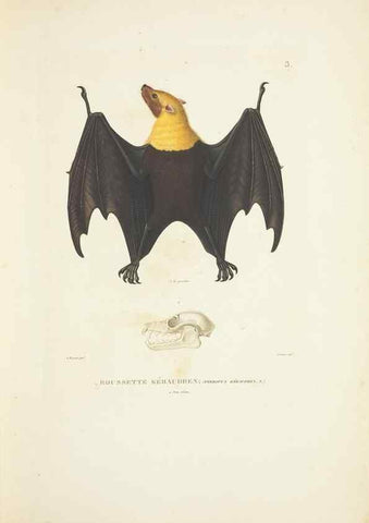 Reproducción/Reproduction 9005696591: Voyage autour du monde :. Paris :Pillet, Aine, Imprimerie royale,1824.