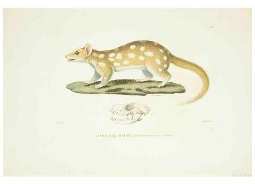 Reproducción/Reproduction 9005697873: Voyage autour du monde :. Paris :Pillet, Aine, Imprimerie royale,1824.