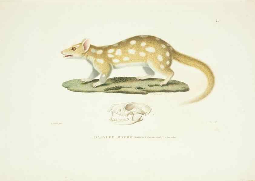 Reproducción/Reproduction 9005697873: Voyage autour du monde :. Paris :Pillet, Aine, Imprimerie royale,1824.