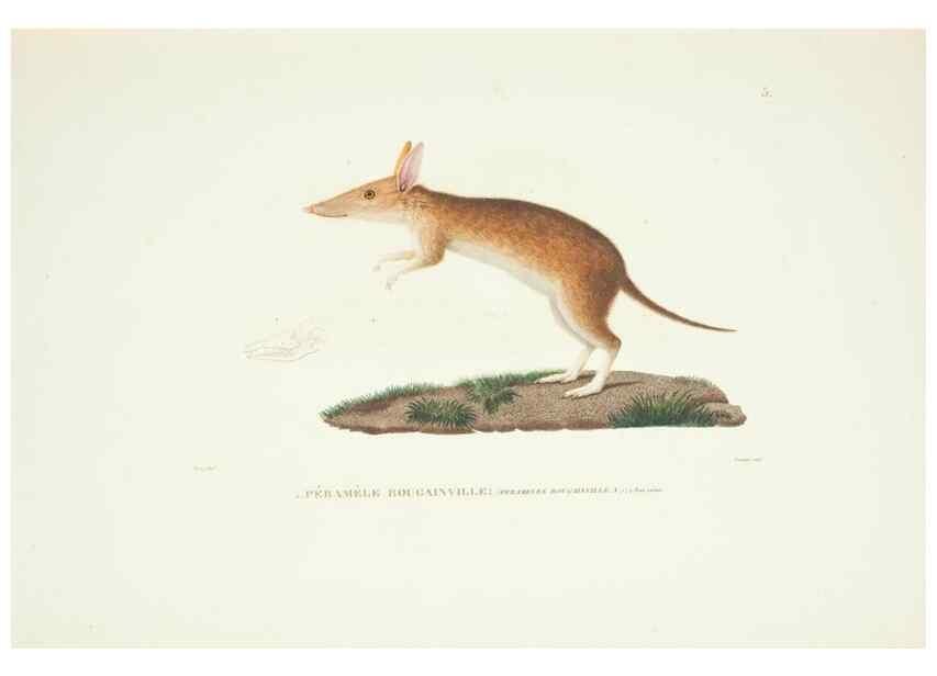 Reproducción/Reproduction 9006880114: Voyage autour du monde :. Paris :Pillet, Aine, Imprimerie royale,1824.