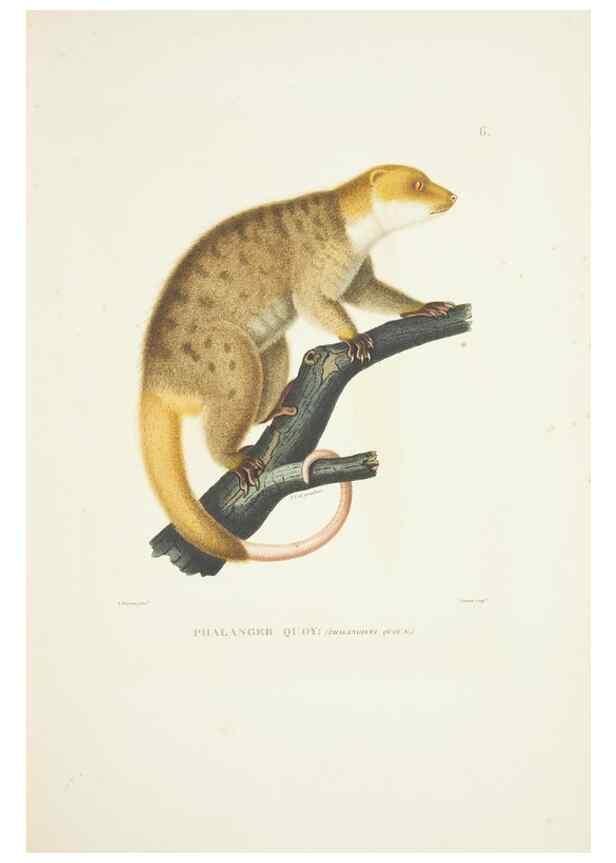 Reproducción/Reproduction 9005701039: Voyage autour du monde :. Paris :Pillet, Aine, Imprimerie royale,1824.