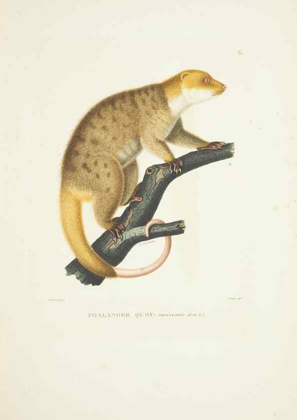 Reproducción/Reproduction 9005701039: Voyage autour du monde :. Paris :Pillet, Aine, Imprimerie royale,1824.