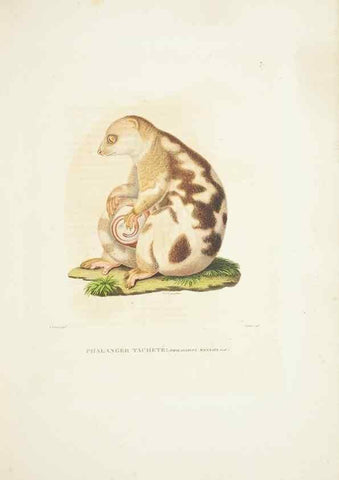 Reproducción/Reproduction 9006883026: Voyage autour du monde :. Paris :Pillet, Aine, Imprimerie royale,1824.