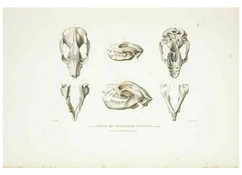 Reproducción/Reproduction 9006884320: Voyage autour du monde :. Paris :Pillet, Aine, Imprimerie royale,1824.