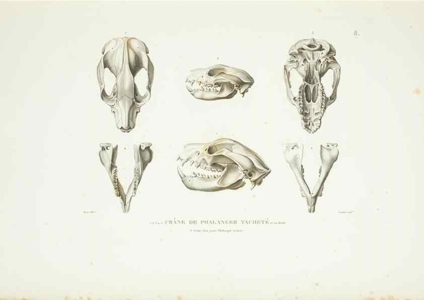 Reproducción/Reproduction 9006884320: Voyage autour du monde :. Paris :Pillet, Aine, Imprimerie royale,1824.