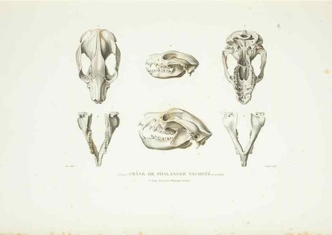 Reproducción/Reproduction 9006884320: Voyage autour du monde :. Paris :Pillet, Aine, Imprimerie royale,1824.