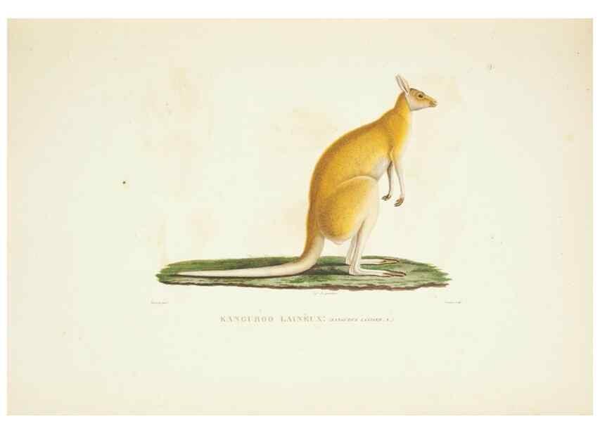 Reproducción/Reproduction 9006885522: Voyage autour du monde :. Paris :Pillet, Aine, Imprimerie royale,1824.