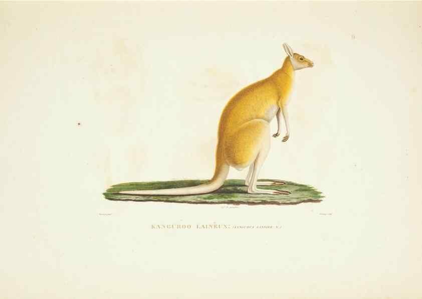 Reproducción/Reproduction 9006885522: Voyage autour du monde :. Paris :Pillet, Aine, Imprimerie royale,1824.