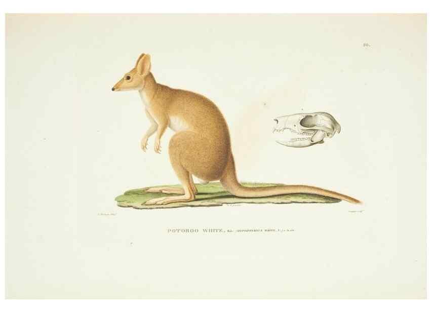 Reproducción/Reproduction 9005706045: Voyage autour du monde :. Paris :Pillet, Aine, Imprimerie royale,1824.