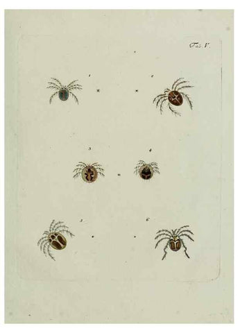 Reproducción/Reproduction 9006626292: Hydrachnae,. Lipsiae,apud Siegfried Lebrecht Crusium,1781.
