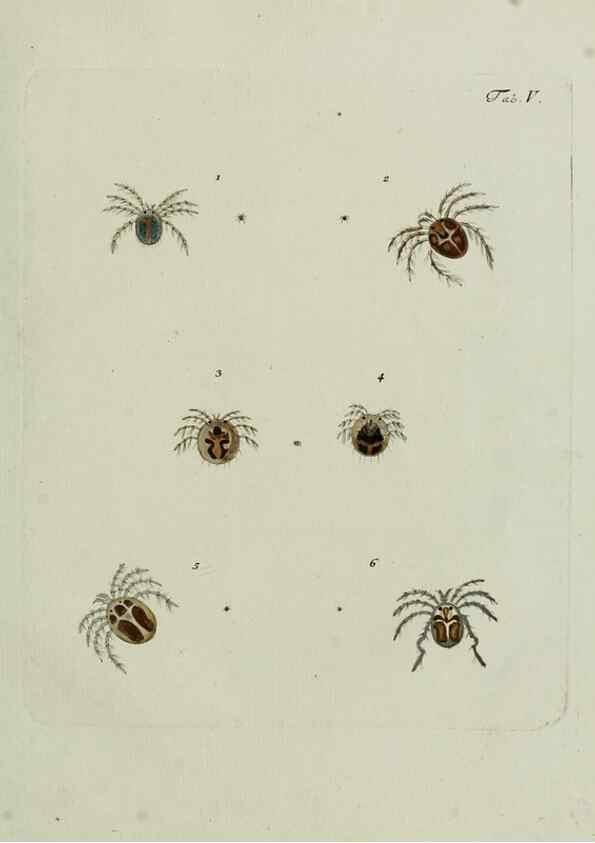 Reproducción/Reproduction 9006626292: Hydrachnae,. Lipsiae,apud Siegfried Lebrecht Crusium,1781.