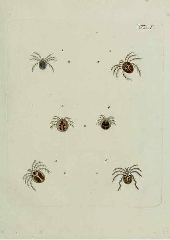 Reproducción/Reproduction 9006626292: Hydrachnae,. Lipsiae,apud Siegfried Lebrecht Crusium,1781.