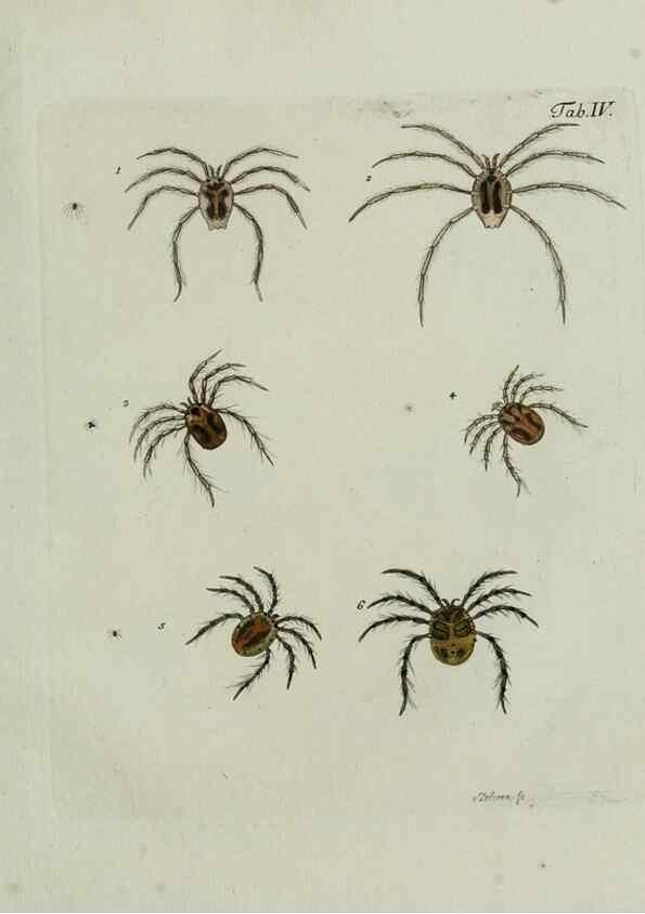 Reproducción/Reproduction 9005445363: Hydrachnae,. Lipsiae,apud Siegfried Lebrecht Crusium,1781.