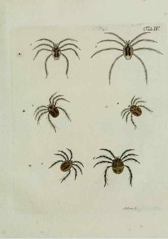 Reproducción/Reproduction 9005445363: Hydrachnae,. Lipsiae,apud Siegfried Lebrecht Crusium,1781.