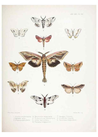 Reproducción/Reproduction 9006386576: Illustrations of typical specimens of Lepidoptera Heterocera in the collection of the British Museum.. LondonPrinted by order of the Trustees1879-