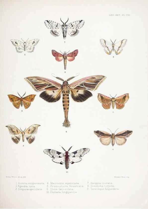 Reproducción/Reproduction 9006386576: Illustrations of typical specimens of Lepidoptera Heterocera in the collection of the British Museum.. LondonPrinted by order of the Trustees1879-