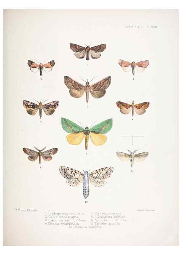 Reproducción/Reproduction 9006387298: Illustrations of typical specimens of Lepidoptera Heterocera in the collection of the British Museum.. LondonPrinted by order of the Trustees1879-
