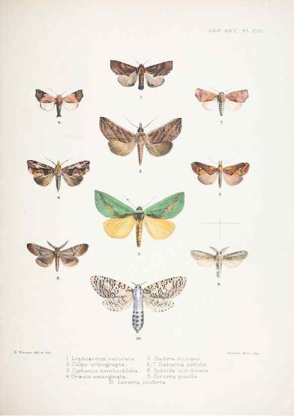Reproducción/Reproduction 9006387298: Illustrations of typical specimens of Lepidoptera Heterocera in the collection of the British Museum.. LondonPrinted by order of the Trustees1879-