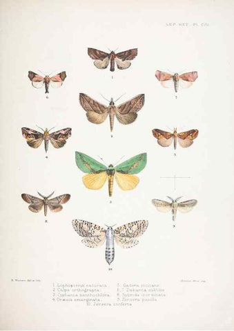 Reproducción/Reproduction 9006387298: Illustrations of typical specimens of Lepidoptera Heterocera in the collection of the British Museum.. LondonPrinted by order of the Trustees1879-