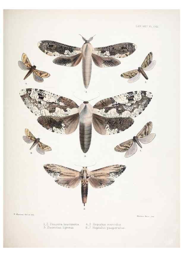Reproducción/Reproduction 9005208359: Illustrations of typical specimens of Lepidoptera Heterocera in the collection of the British Museum.. LondonPrinted by order of the Trustees1879-