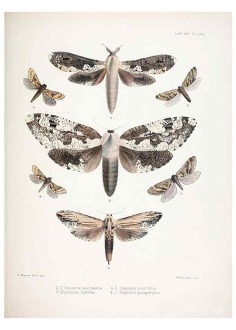 Reproducción/Reproduction 9005208359: Illustrations of typical specimens of Lepidoptera Heterocera in the collection of the British Museum.. LondonPrinted by order of the Trustees1879-