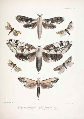 Reproducción/Reproduction 9005208359: Illustrations of typical specimens of Lepidoptera Heterocera in the collection of the British Museum.. LondonPrinted by order of the Trustees1879-