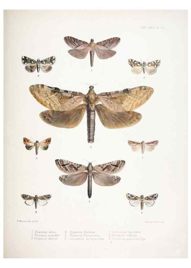 Reproducción/Reproduction 9006388942: Illustrations of typical specimens of Lepidoptera Heterocera in the collection of the British Museum.. LondonPrinted by order of the Trustees1879-