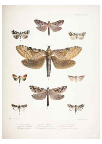 Reproducción/Reproduction 9006388942: Illustrations of typical specimens of Lepidoptera Heterocera in the collection of the British Museum.. LondonPrinted by order of the Trustees1879-