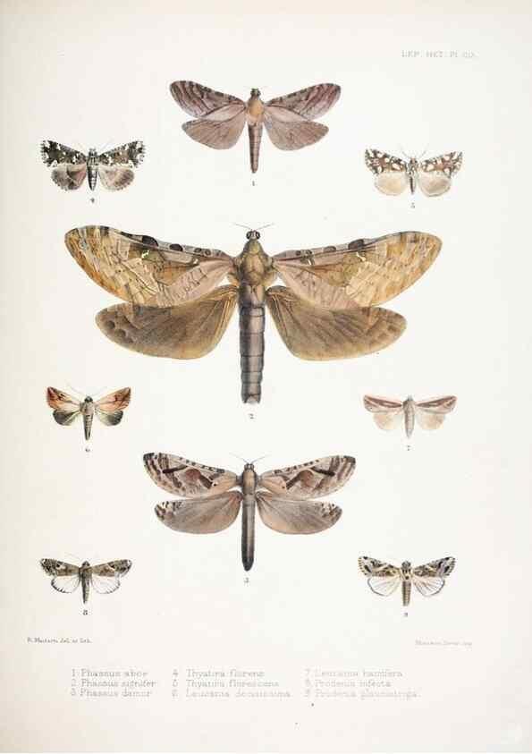 Reproducción/Reproduction 9006388942: Illustrations of typical specimens of Lepidoptera Heterocera in the collection of the British Museum.. LondonPrinted by order of the Trustees1879-