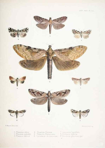 Reproducción/Reproduction 9006388942: Illustrations of typical specimens of Lepidoptera Heterocera in the collection of the British Museum.. LondonPrinted by order of the Trustees1879-
