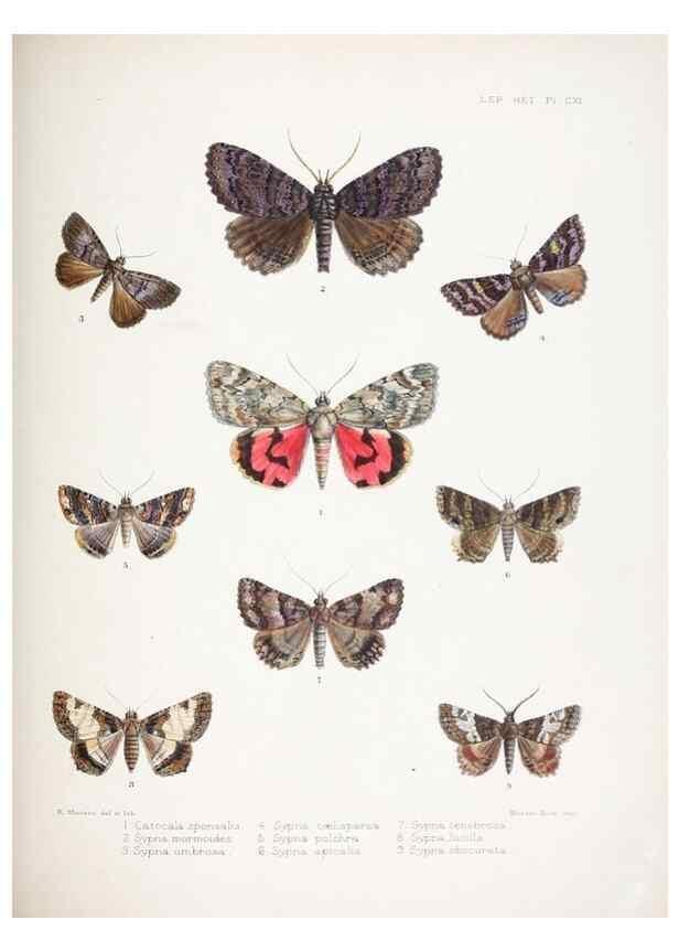 Reproducción/Reproduction 9005209925: Illustrations of typical specimens of Lepidoptera Heterocera in the collection of the British Museum.. LondonPrinted by order of the Trustees1879-