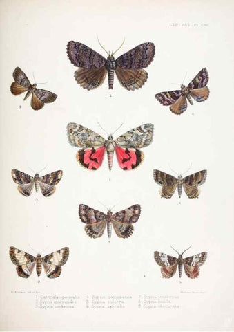 Reproducción/Reproduction 9005209925: Illustrations of typical specimens of Lepidoptera Heterocera in the collection of the British Museum.. LondonPrinted by order of the Trustees1879-