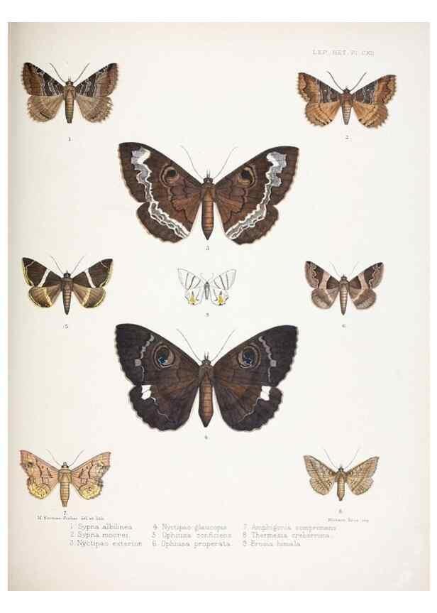 Reproducción/Reproduction 9006390582: Illustrations of typical specimens of Lepidoptera Heterocera in the collection of the British Museum.. LondonPrinted by order of the Trustees1879-