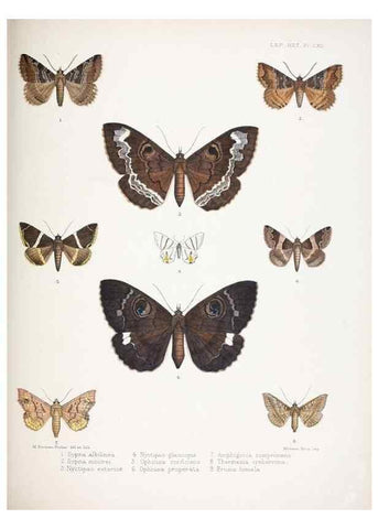 Reproducción/Reproduction 9006390582: Illustrations of typical specimens of Lepidoptera Heterocera in the collection of the British Museum.. LondonPrinted by order of the Trustees1879-