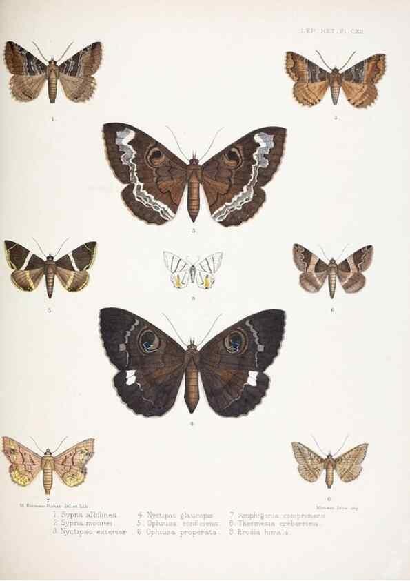 Reproducción/Reproduction 9006390582: Illustrations of typical specimens of Lepidoptera Heterocera in the collection of the British Museum.. LondonPrinted by order of the Trustees1879-