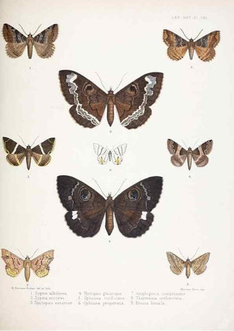 Reproducción/Reproduction 9006390582: Illustrations of typical specimens of Lepidoptera Heterocera in the collection of the British Museum.. LondonPrinted by order of the Trustees1879-