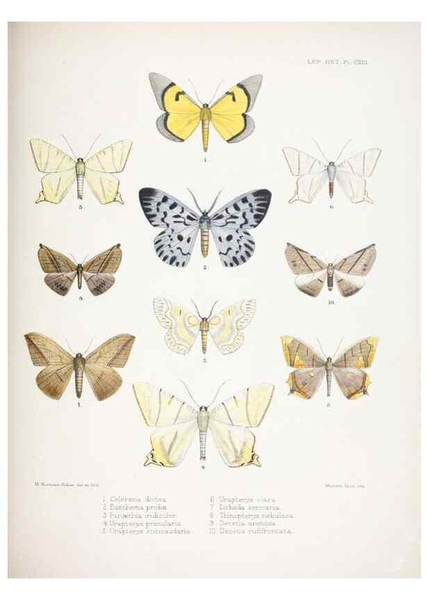 Reproducción/Reproduction 9006391362: Illustrations of typical specimens of Lepidoptera Heterocera in the collection of the British Museum.. LondonPrinted by order of the Trustees1879-