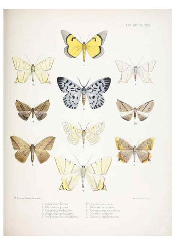 Reproducción/Reproduction 9006391362: Illustrations of typical specimens of Lepidoptera Heterocera in the collection of the British Museum.. LondonPrinted by order of the Trustees1879-
