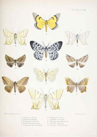 Reproducción/Reproduction 9006391362: Illustrations of typical specimens of Lepidoptera Heterocera in the collection of the British Museum.. LondonPrinted by order of the Trustees1879-