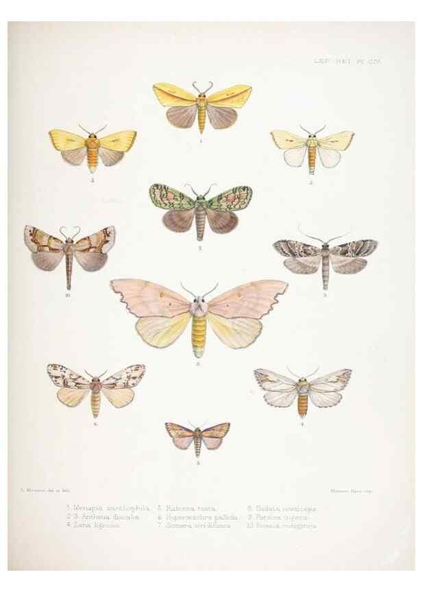 Reproducción/Reproduction 9005205247: Illustrations of typical specimens of Lepidoptera Heterocera in the collection of the British Museum.. LondonPrinted by order of the Trustees1879-