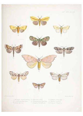 Reproducción/Reproduction 9005205247: Illustrations of typical specimens of Lepidoptera Heterocera in the collection of the British Museum.. LondonPrinted by order of the Trustees1879-