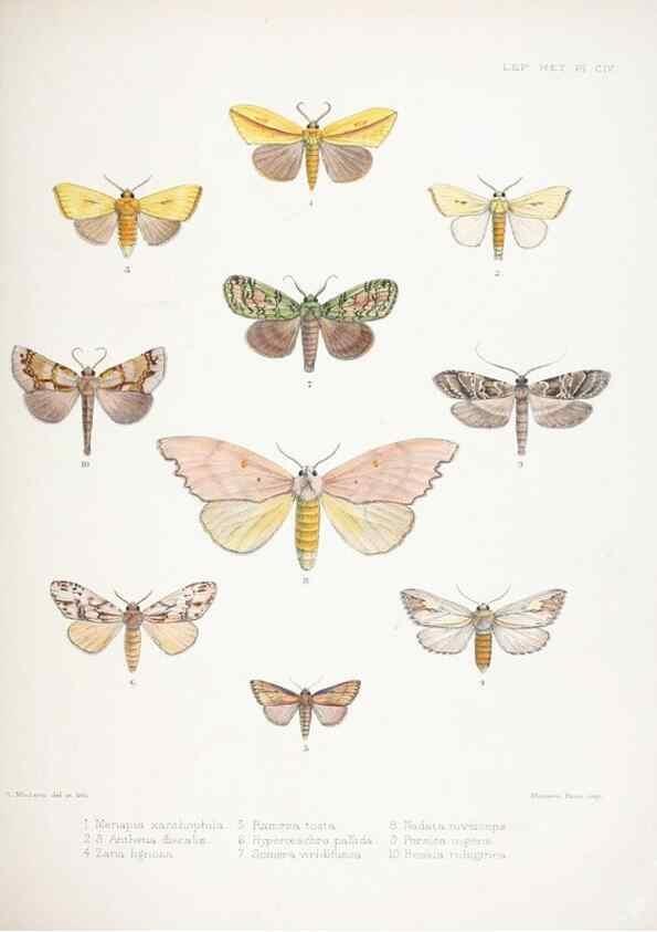 Reproducción/Reproduction 9005205247: Illustrations of typical specimens of Lepidoptera Heterocera in the collection of the British Museum.. LondonPrinted by order of the Trustees1879-