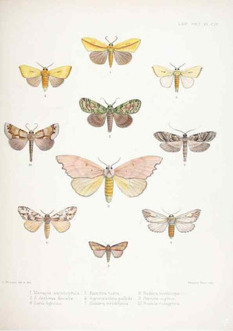 Reproducción/Reproduction 9005205247: Illustrations of typical specimens of Lepidoptera Heterocera in the collection of the British Museum.. LondonPrinted by order of the Trustees1879-