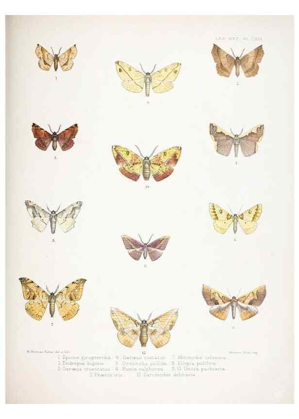 Reproducción/Reproduction 9006392322: Illustrations of typical specimens of Lepidoptera Heterocera in the collection of the British Museum.. LondonPrinted by order of the Trustees1879-