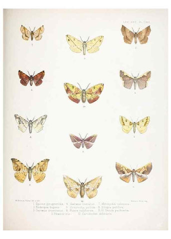 Reproducción/Reproduction 9006392322: Illustrations of typical specimens of Lepidoptera Heterocera in the collection of the British Museum.. LondonPrinted by order of the Trustees1879-