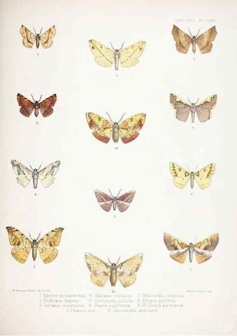 Reproducción/Reproduction 9006392322: Illustrations of typical specimens of Lepidoptera Heterocera in the collection of the British Museum.. LondonPrinted by order of the Trustees1879-
