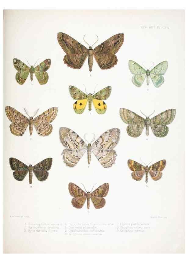 Reproducción/Reproduction 9005214163: Illustrations of typical specimens of Lepidoptera Heterocera in the collection of the British Museum.. LondonPrinted by order of the Trustees1879-